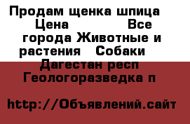 Продам щенка шпица.  › Цена ­ 15 000 - Все города Животные и растения » Собаки   . Дагестан респ.,Геологоразведка п.